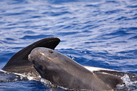Bremer Bay Orca Experience - Kempsey Accommodation 6