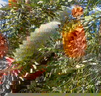 Best of Perth Wildflower Season Day Trip - Kempsey Accommodation