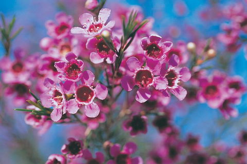 Best Of Perth Wildflower Season Day Trip - Kempsey Accommodation 5
