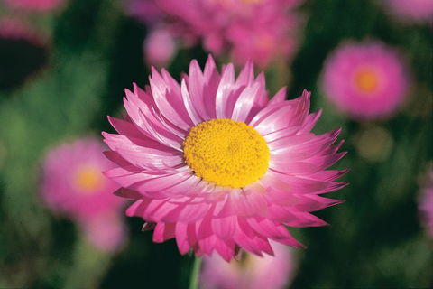 Best Of Perth Wildflower Season Day Trip - Kempsey Accommodation 2