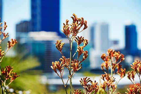 Best Of Perth Wildflower Season Day Trip - Kempsey Accommodation 4