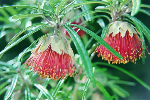 Full-Day Pinnacles Desert And Yanchep National Park Tour From Perth - Kempsey Accommodation 3