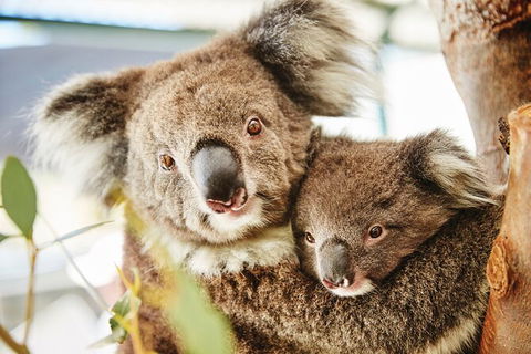 Full-Day Pinnacles Desert And Yanchep National Park Tour From Perth - Kempsey Accommodation 2