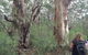 Guided Walks On The Cape To Cape - Skippy Rock - thumb 2