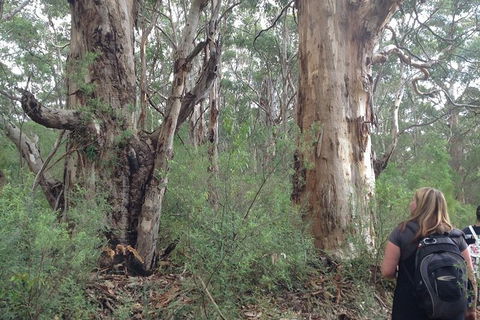 Guided Walks On The Cape To Cape - Skippy Rock - Kempsey Accommodation 2