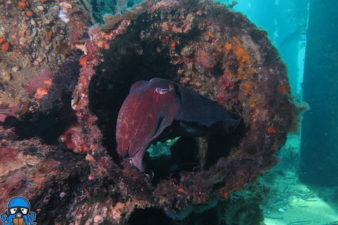 PADI Open Water Course - Kempsey Accommodation 1