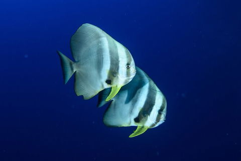 Become A PADI Open Water Diver In 3 Days In Perth - Kempsey Accommodation 4