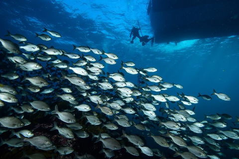 Become A PADI Open Water Diver In 3 Days In Perth - Kempsey Accommodation 2