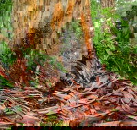 From Pemberton 4.5 Hours Guided Beach and Forest Eco Adventure - Kempsey Accommodation