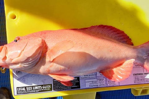 Geraldton Fishing Charter - Kempsey Accommodation 13