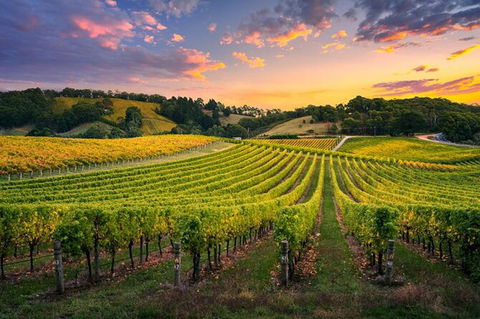Swan Valley Sunset Wine Tour - Premium Small Group Tour - Kempsey Accommodation 0