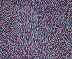 The Gate Gallery - Wollombi - Kempsey Accommodation 0