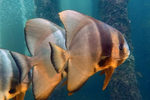 Busselton Jetty & Underwater Observatory Tour - Kempsey Accommodation 5