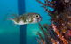 Busselton Jetty & Underwater Observatory Tour - thumb 6