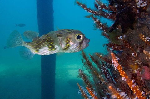 Busselton Jetty & Underwater Observatory Tour - Kempsey Accommodation 6