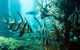 Busselton Jetty & Underwater Observatory Tour - thumb 8