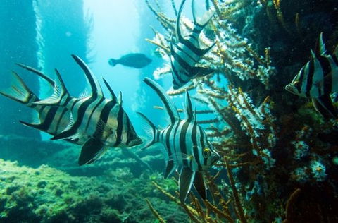 Busselton Jetty & Underwater Observatory Tour - Kempsey Accommodation 8