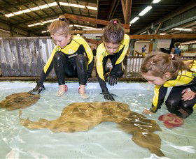 Australian Shark And Ray Centre - Kempsey Accommodation 0