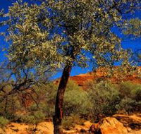 Mt Romance Australia Pty Ltd - Kempsey Accommodation