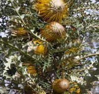 Woylie Walk Dryandra Woodland - Kempsey Accommodation