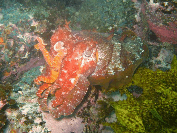 Jervis Bay Dive Charters - Kempsey Accommodation 0