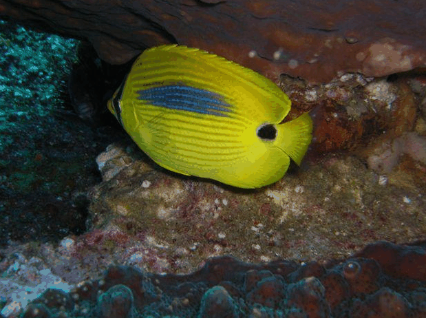 Jervis Bay Dive Charters - Kempsey Accommodation 1
