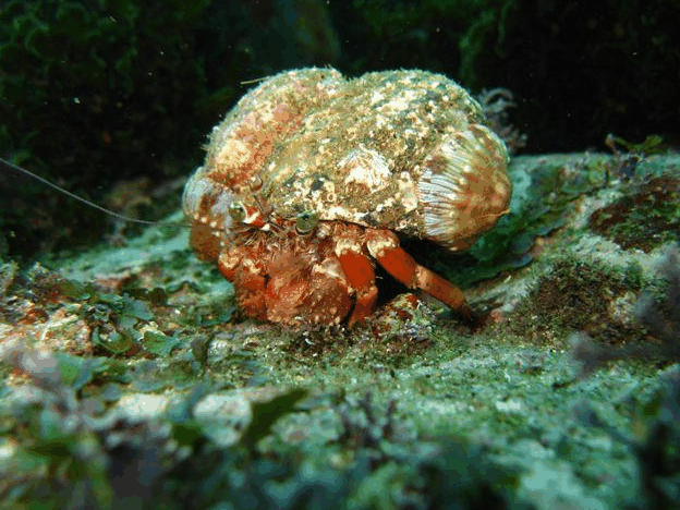 Jervis Bay Dive Charters - Kempsey Accommodation 2