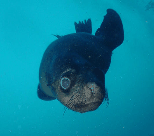 Jervis Bay Dive Charters - Kempsey Accommodation 3