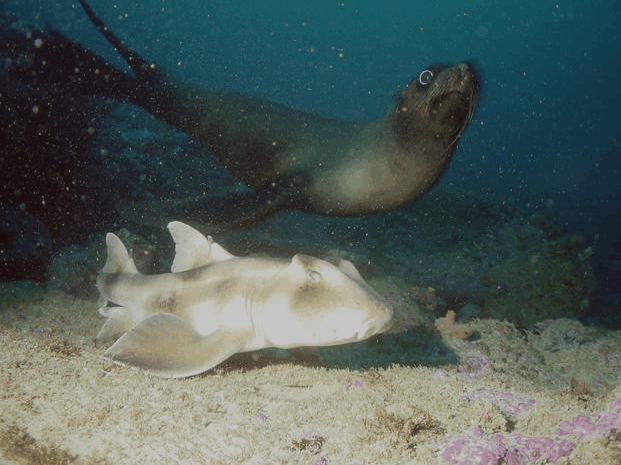 Jervis Bay Dive Charters - Kempsey Accommodation 4