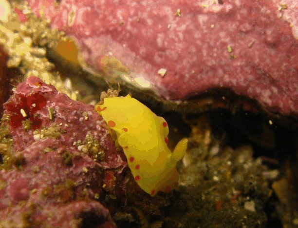 Jervis Bay Dive Charters - Kempsey Accommodation 5