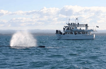 Dolphin Watch Cruises - Kempsey Accommodation 0
