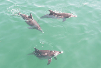 Dolphin Watch Cruises - Kempsey Accommodation 1