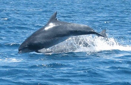 Dolphin Watch Cruises - Kempsey Accommodation 3