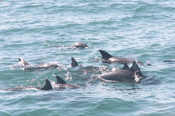 Dolphin Watch Cruises - Kempsey Accommodation 4