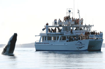 Dolphin Watch Cruises - thumb 6