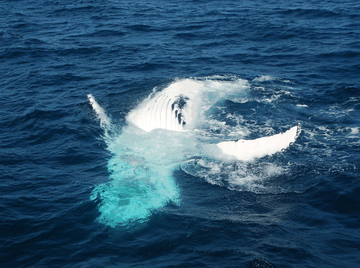 Dolphin Wild Cruises - Kempsey Accommodation 0