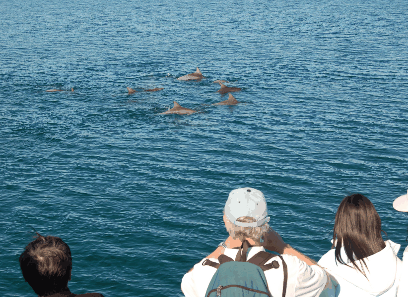 Dolphin Wild Cruises - Kempsey Accommodation 3