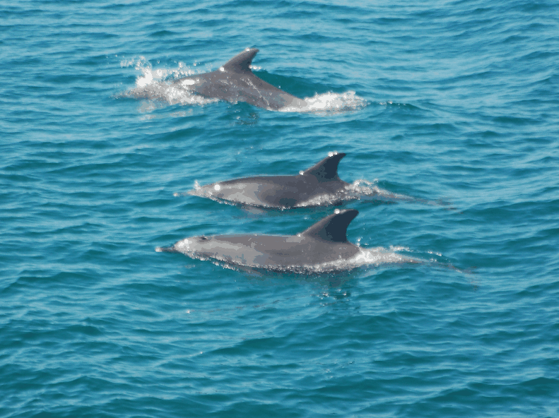 Dolphin Wild Cruises - Kempsey Accommodation 5