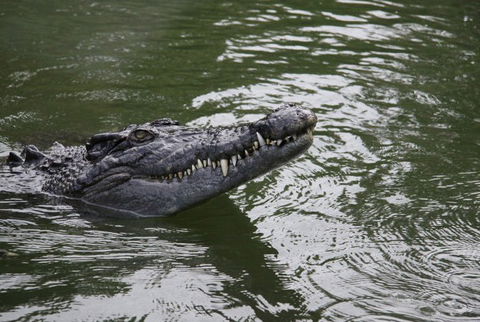 Daintree River Cruise Centre - Kempsey Accommodation 1