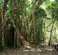 The Airlie Creek Track