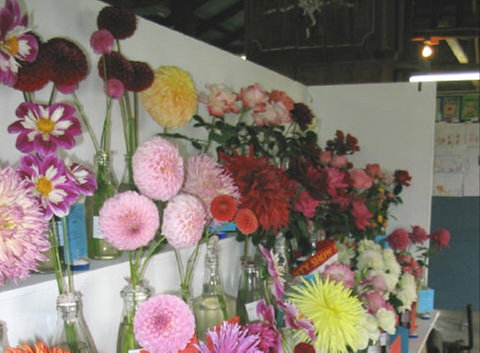 Dalgety Show - Kempsey Accommodation 0