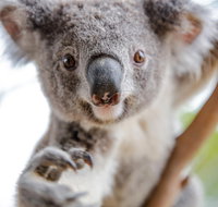 Meet the Stars of the Livestreams - Kempsey Accommodation