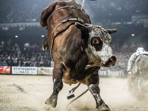 PBR Hawkesbury Stampede - Kempsey Accommodation 1