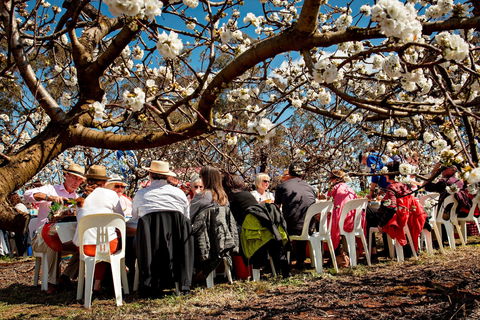 Young Cherry Blossom Long Lazy Lunch - Kempsey Accommodation 0