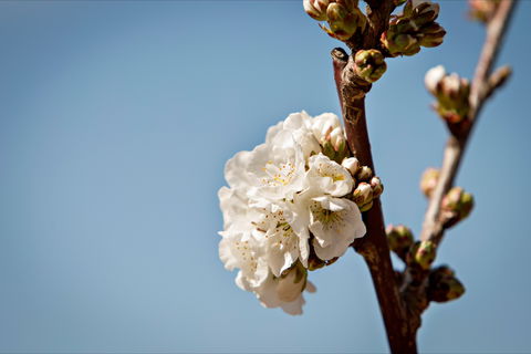 Young Cherry Blossom Long Lazy Lunch - Kempsey Accommodation 1
