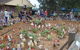 Australia Day With The Australian Gnome Convention Glenbrook - thumb 1