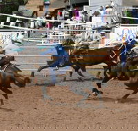 Dalgety Team Penning - Kempsey Accommodation