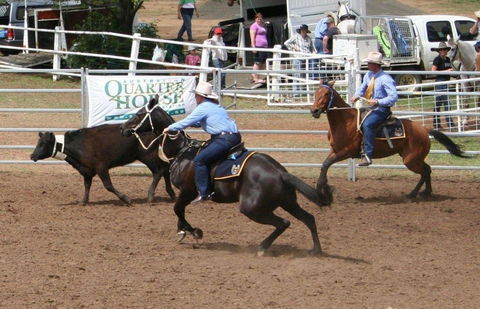 Dalgety Team Penning - Kempsey Accommodation 0