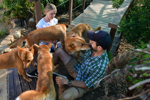 Dingo Den Discovery Experience - Kempsey Accommodation 1