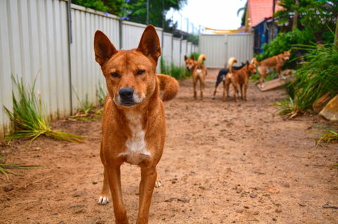 Dingo Den Discovery Experience - Kempsey Accommodation 2